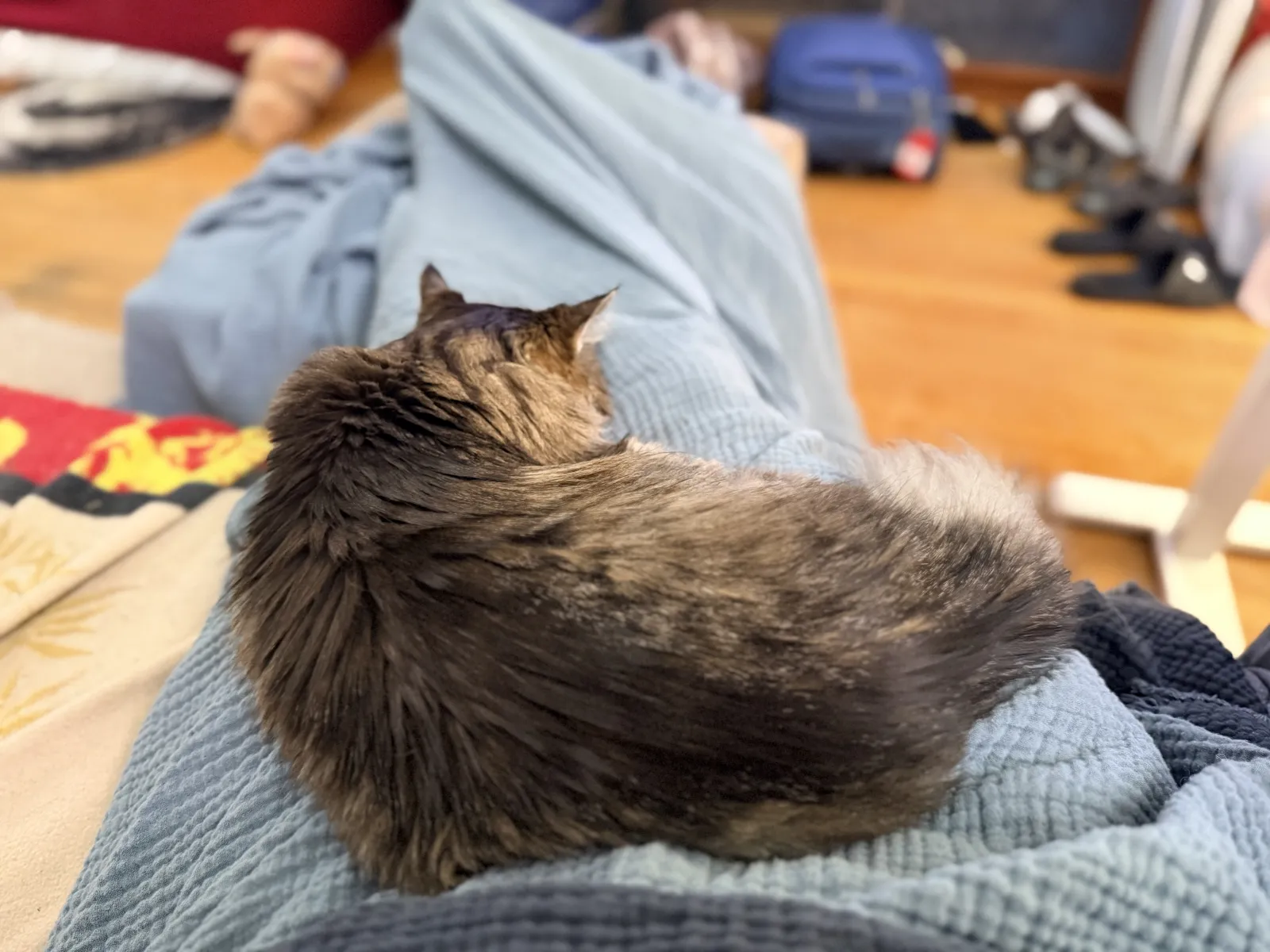Finally home, my cat Fiona helping me hydrate and recover